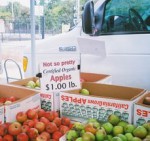 "Not so pretty" organic apples for sale, Mountain View, CA