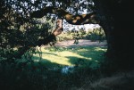 Oak Tree in Cupertino California (Photo taken by Sue Chambers)